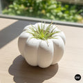 3D Printed Pumpkin Plant Pot Mini | Cute Air Plant Holder | Minimal Desk Decor | Small Succulent Planter | Cozy Home Gift