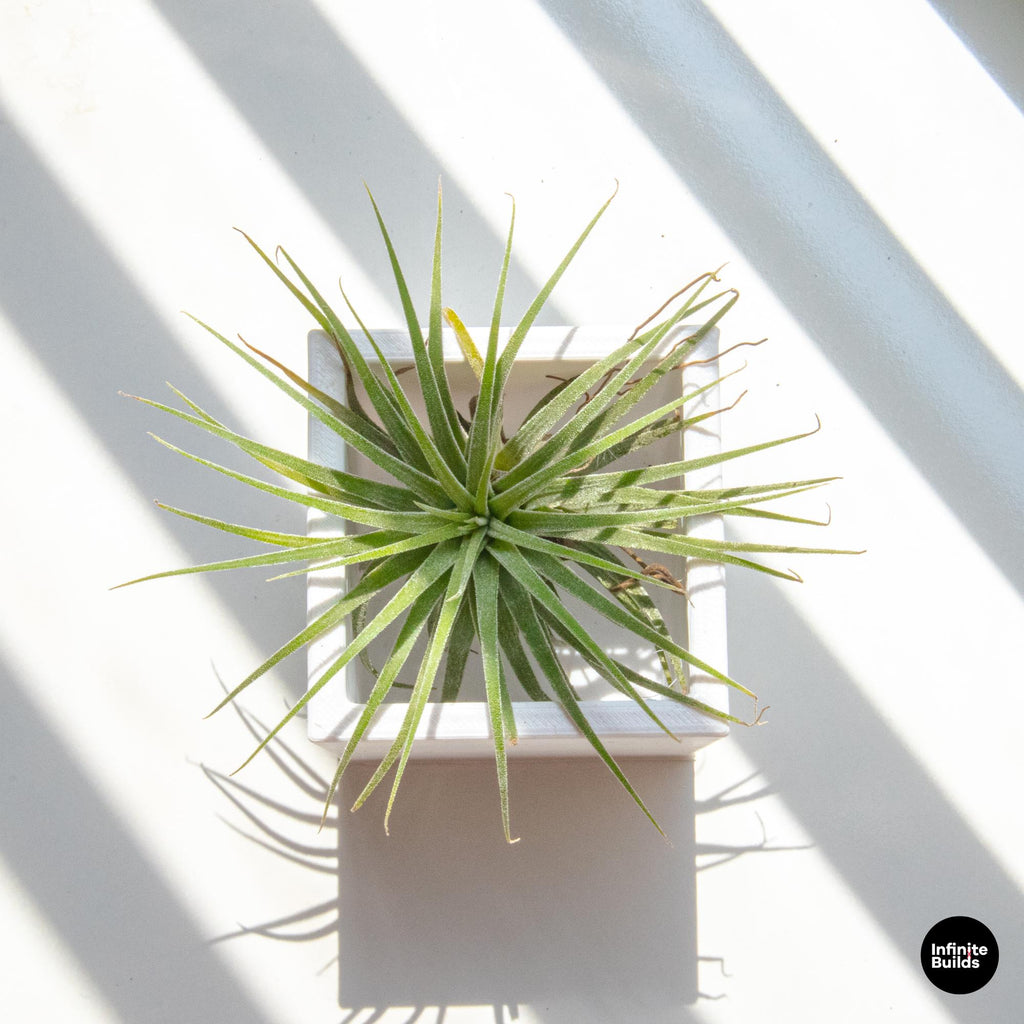 Square 3D Printed Plant Pot | Minimal Square Planter 2.4–3in | Modern Desk Decor | Small Air Plant Pot