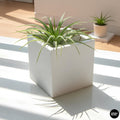 Square 3D Printed Plant Pot | Minimal Square Planter 2.4–3in | Modern Desk Decor | Small Air Plant Pot