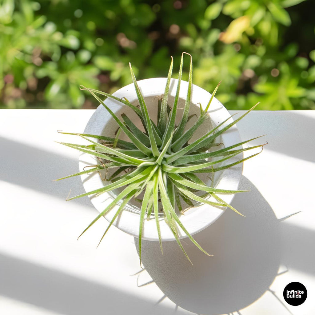 Mini Terracotta Style Pot 3D Printed | Small Round Planter for Air Plants | Succulents | Minimal Home Decor