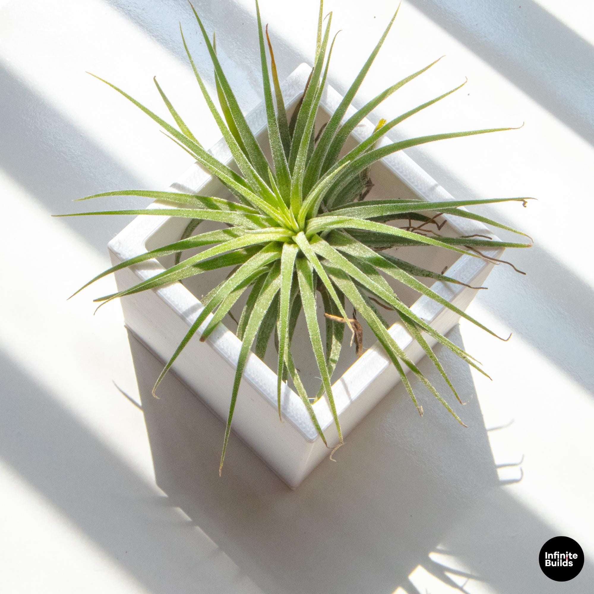 Square 3D Printed Plant Pot | Minimal Square Planter 2.4–3in | Modern Desk Decor | Small Air Plant Pot