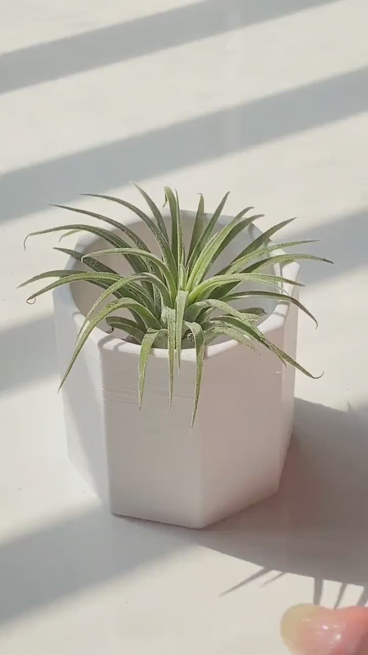 Polygonal 3D Printed Plant Pot | Minimalist Geometric Planter 2.4–3 Inches | Modern Desk Decor | Air Plant Pot